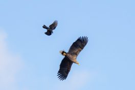 AktNatBeo-220924-ah-14-Rabenkraehe_attackiert_Seeandler