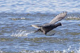 AktNatBeo-220924-ah-15-fluechtendes_blaesshuhn_HB