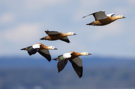 AktNatBeo-220924-ah-16-rostgaense_HB