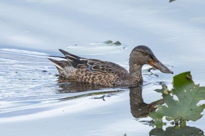 AktNatBeo-220924-ah-18-Loeffelente_HB