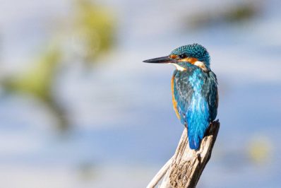 AktNatBeo-220924-ah-20-eisvogel_HB