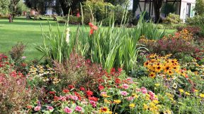 Gladiolen und Sonnenhüte im Beet am Stadteingang