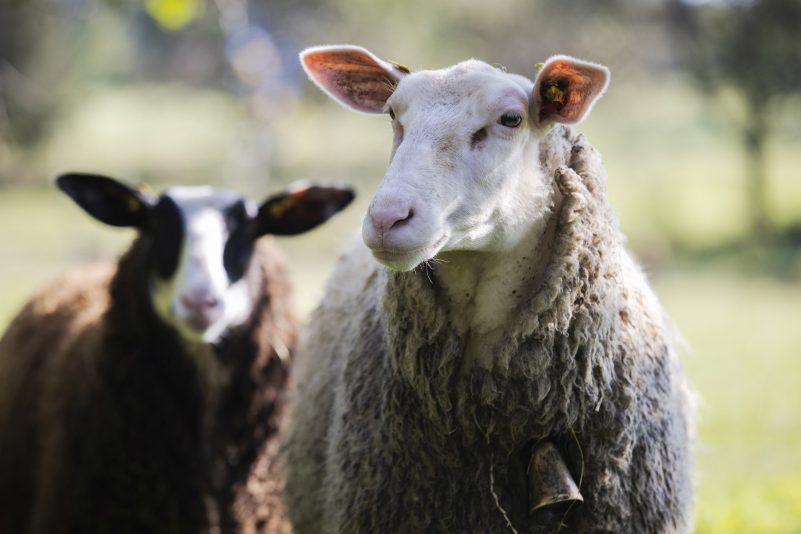 Schafe 3_verkleinert