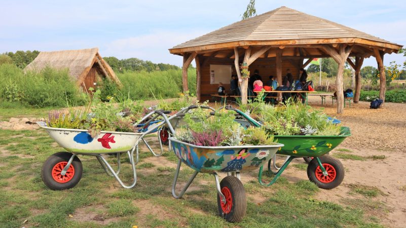 Schubkarren mit Herbstblumen im Grünen Klassenzimmer