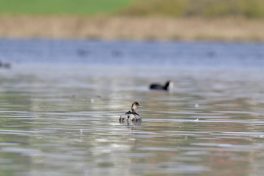 10_Schwarzhalstaucher