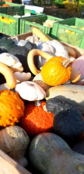 20221030_090445_resized