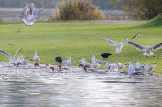 AktNatBeo-221007-ah-1-'Futtertraenke'-0903