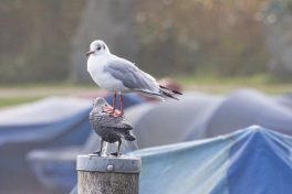 AktNatBeo-221007-ah-3-Lachmoewe-0761