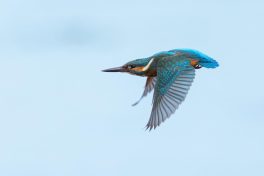 AktNatBeo-221007-ah-4-Eisvogel-1084