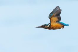 AktNatBeo-221007-ah-5-Eisvogel-1085