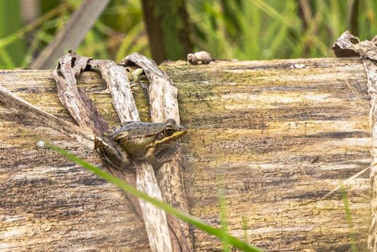 AktNatBeo-221007-ah-6-Wasserfrosch-1189