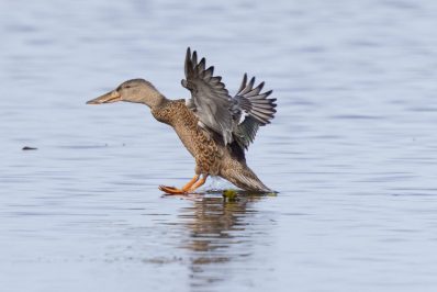 AktNatBeo-221007-ah-7-Loeffelente-1107