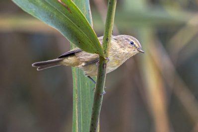 AktNatBeo-221007-ah-8-Zipzalp-1179