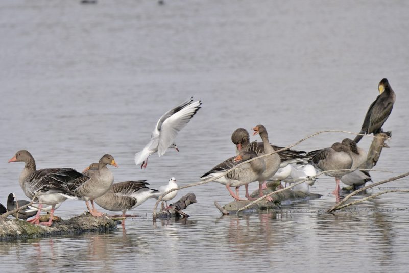 AktNatBeo-221011-ja-02_Lachmoewe_Graugans