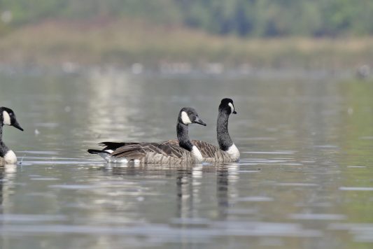AktNatBeo-221011-ja-03_Kanadagans