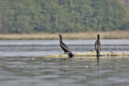 AktNatBeo-221011-ja-04_Kormoran