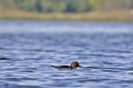 AktNatBeo-221011-ja-05_Schellente