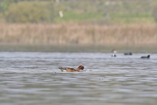AktNatBeo-221011-ja-06_Pfeifente