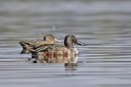 AktNatBeo-221011-ja-08_Loeffelente