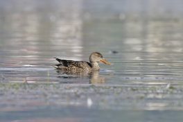 AktNatBeo-221011-ja-09_Loeffelente