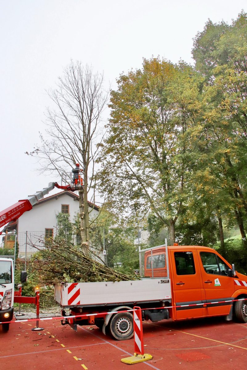 Gymnasium Wasserburg_Baum_1