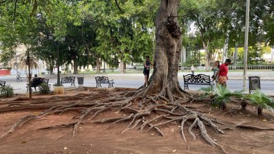 HF-9-2≈24-in Havanna-IMG_6858