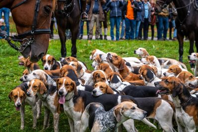 Schleppjagd-Herrenchiemsee-2022-1330109