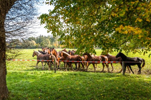 Schleppjagd-Herrenchiemsee-2022-1340359