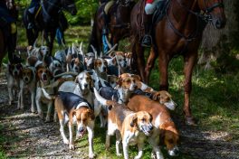 Schleppjagd-Herrenchiemsee-2022-1340657