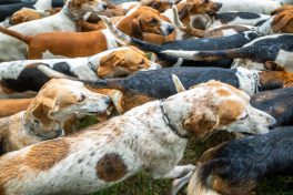 Schleppjagd-Herrenchiemsee-2022-1340823