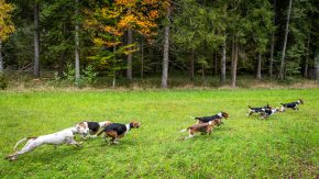 Schleppjagd-Herrenchiemsee-2022-1340873