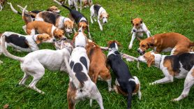 Schleppjagd-Herrenchiemsee-2022-1350182