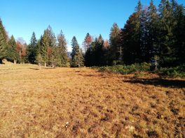 Almenrunde unter der Rauhen Nadel