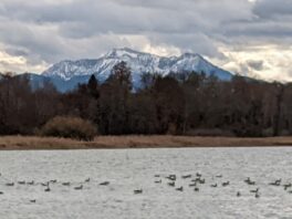 Ententreff in der Schafwaschener Bucht