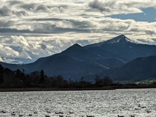 Ententreff in der Schafwaschener Bucht
