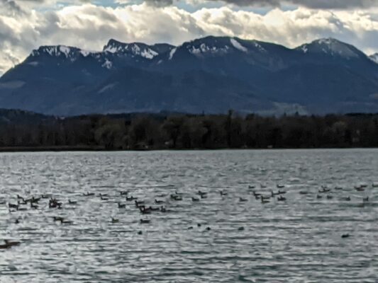 Ententreff in der Schafwaschener Bucht