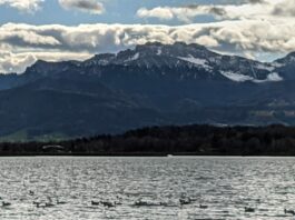 Ententreff in der Schafwaschener Bucht