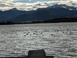 Ententreff in der Schafwaschener Bucht