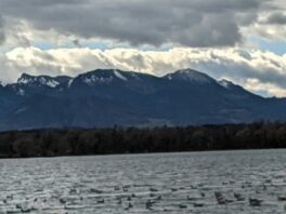 Ententreff in der Schafwaschener Bucht