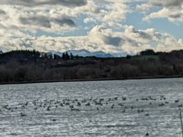 Ententreff in der Schafwaschener Bucht