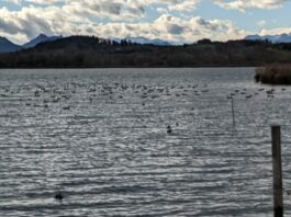 Ententreff in der Schafwaschener Bucht