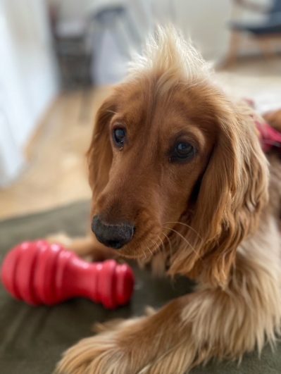 anbandeln mit hund 1