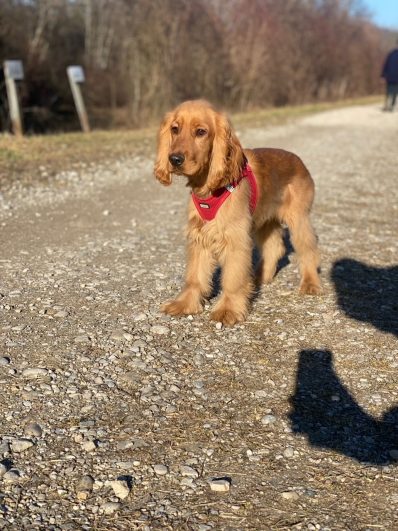 anbandeln mit hund 2