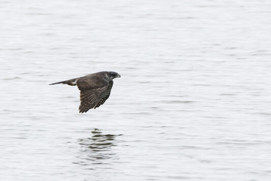 AktNatBeo-221203-ta-01-HB-Habicht