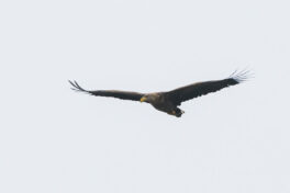 AktNatBeo-221203-ta-02-HB-Seeadler