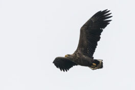 AktNatBeo-221203-ta-03-HB-Seeadler