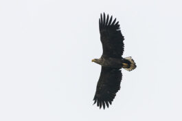 AktNatBeo-221203-ta-04-HB-Seeadler