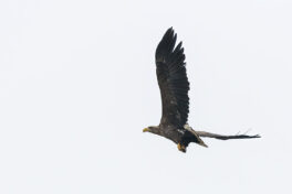 AktNatBeo-221203-ta-05-HB-Seeadler