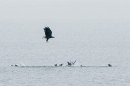 AktNatBeo-221203-ta-06-HB-Seeadler