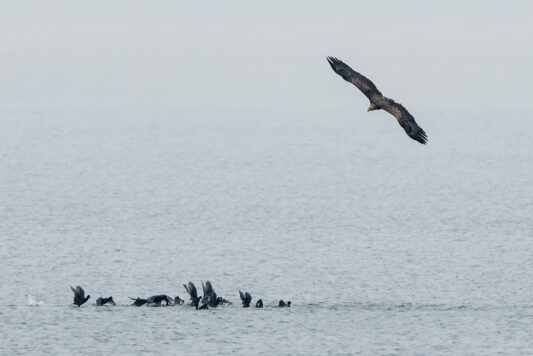 AktNatBeo-221203-ta-07-HB-Seeadler